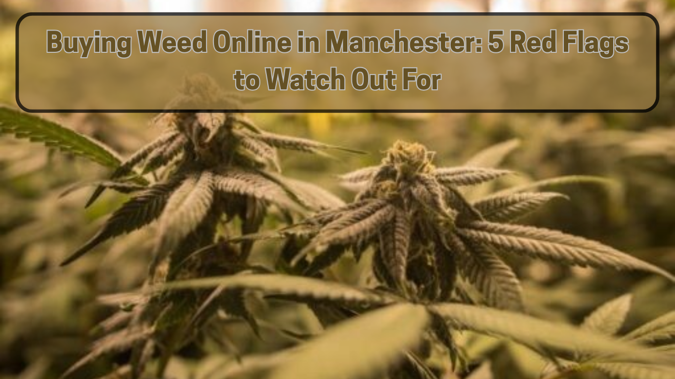 Buying Weed Online in Manchester: 5 Red Flags to Watch Out For